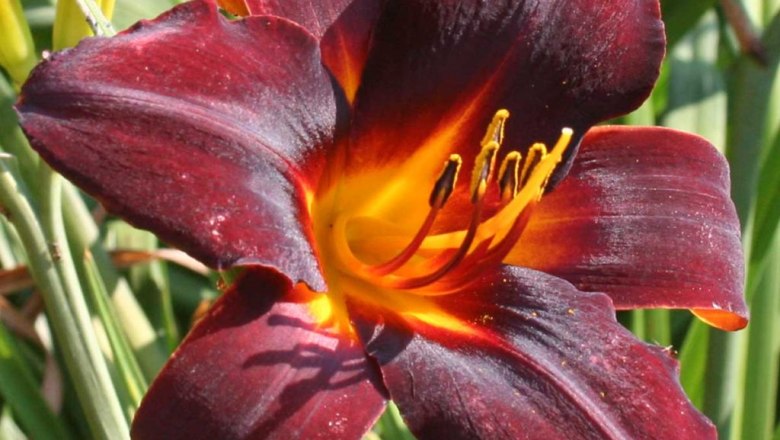 hemerocallis-vienna-nightstreet, © Oberleitner Gartenkultur