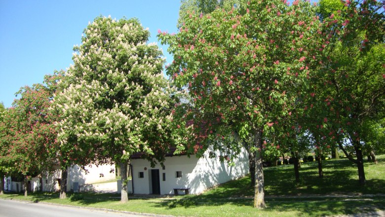 Kellergasse Asparn an der Zaya, © Sarer