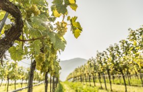 Weinreben rund um Weißenkirchen, © Österreich-Werbung