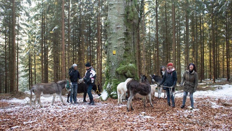 Bei der Tanzbuche, © Andrea Köck