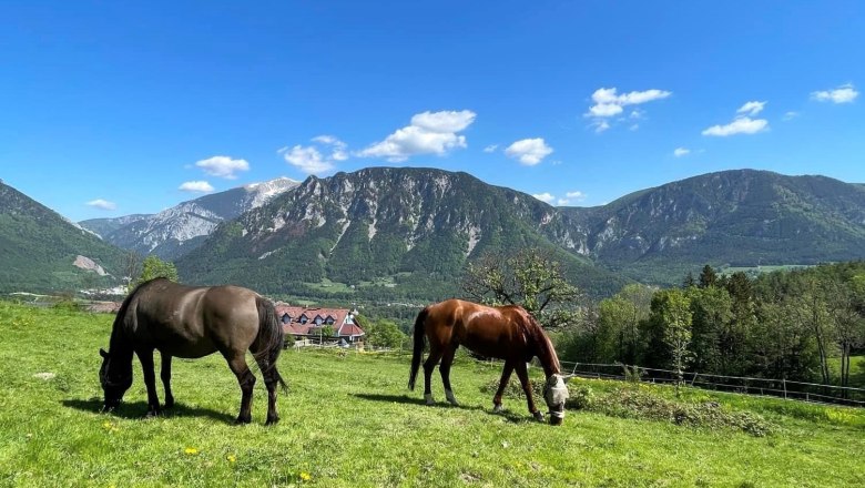 Pferde am Hof, © Manuel Leitmaier