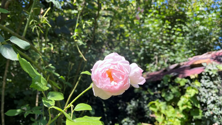 Dornröschen Garten, © "Natur im Garten"