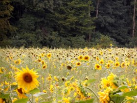 Sonnenblumenfeld, © Mostviertel - Jakobsweg