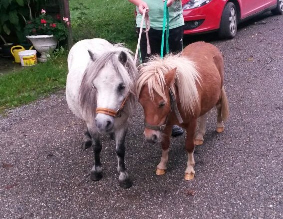 Ponys Riki und Fritzi, © Fam. Himmelmayer