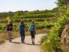 Wandern durch die Weingärten, © Wachau-Nibelungengau-Kremstal