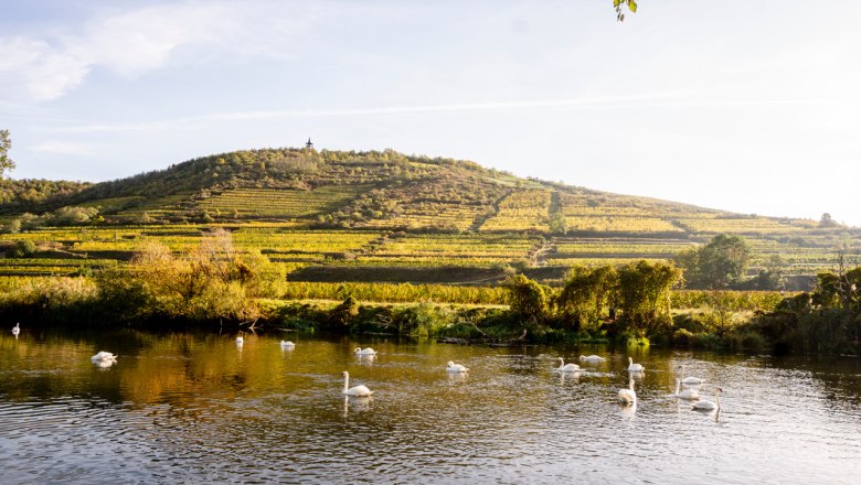 Zöbinger Heiligenstein, © Weingut Jurtschitsch