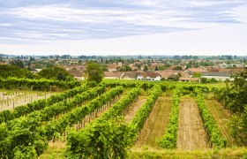 Weinlandschaft um Gedersdorf, © Weinstrasse Kremstal, Rita Newman