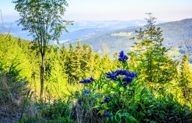 sauruecken-blick-stcorona, © Wiener Alpen in Niederösterreich - Wechsel