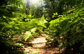 Wald, © Uwe Wagschal_pixelio.de