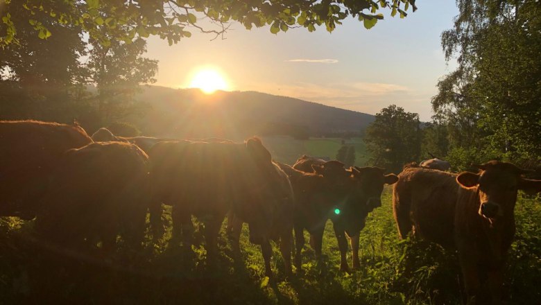 Rinder Sonnenuntergang, © WANDLHOF