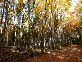 Herbstlicher Waldweg, © Wiener Alpen in Niederösterreich - Semmering Rax