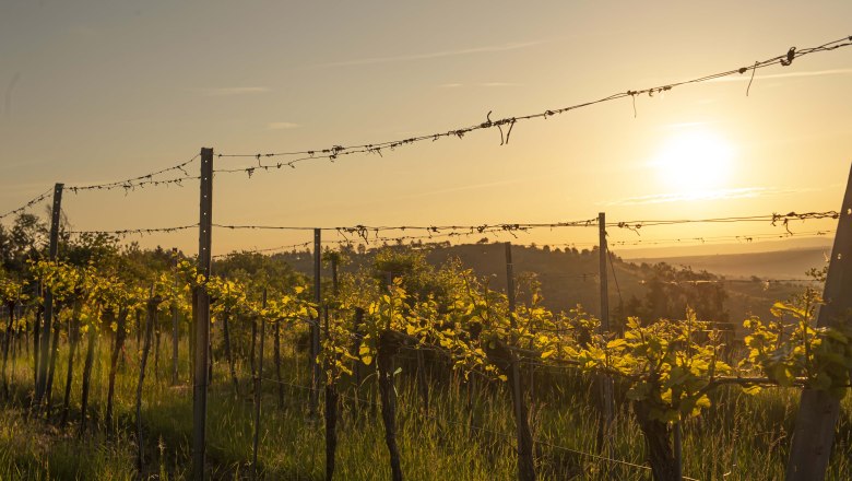 Stimmungsvolle Weinreben, © Robert Herbst