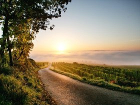 Herbstliche Weinlandschaft bei Nußdorf ob der Traisen, © schwarz-koenig.at