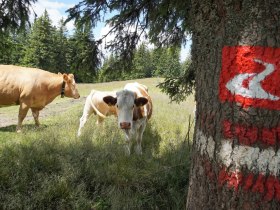 alpannonia - Regionale Route Trattenbach - Kranichberger Schwaig, © Wiener Alpen in Niederösterreich - Alpannonia