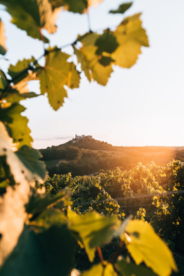 Weinreben und im Hintergrund Hügel mit Ruine.