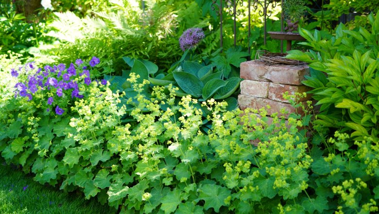 Storchenschnabel, Frauenmantel und Funkie harmonieren., © "Natur im Garten"/Leopold Mayrhofer