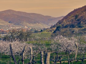 Marillenblüte am Südufer der Wachau, © Donau NÖ Tourismus/Andreas Hofer