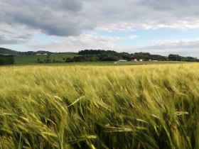 Blick über die weiten Felder, © VSE, Gstettenhofer Lucia