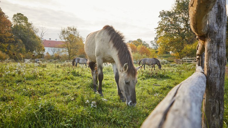 Grasendes Konik-Pferd