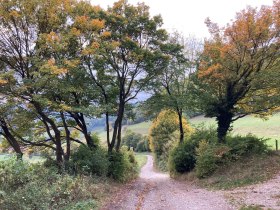 Genusswanderung, © Wienerwald