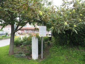 Baumkreisweg- MARONI, © Donau Niederösterreich - Kamptal-Wagram-Tullner Donauraum