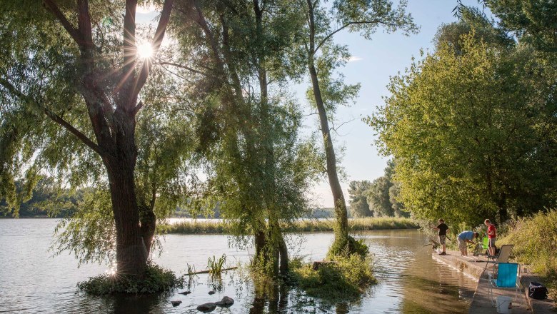 Donauau, Kirchberg am Wagram, © Leonhard Hilzensauer