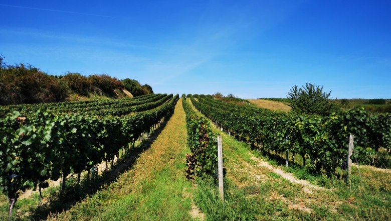 Weinrieden am Schatzberg, © Weinstraße Weinviertel