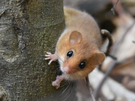 Haselmaus, © Wienerwald Tourismus GmbH / B.Rotter