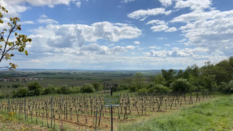 Selbst die Weingärten fühlen sich hier wohl, © Weinstraße Weinviertel