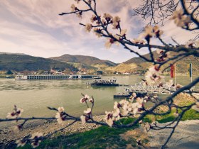 Marillenblüte mit Rollfähre Spitz, © Donau NÖ Tourismus/Andreas Hofer