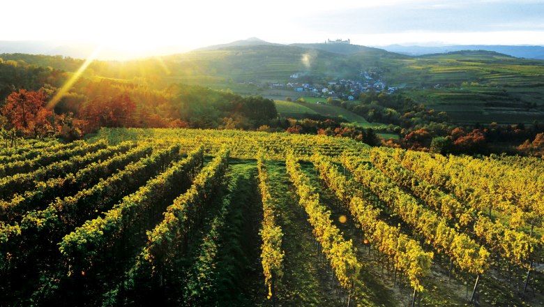 Weinberge Dürauer, © Winzerhof Dürauer