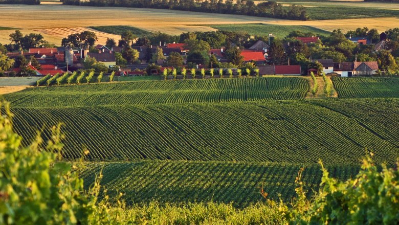 Pillichsdorf, © Thomas Falch