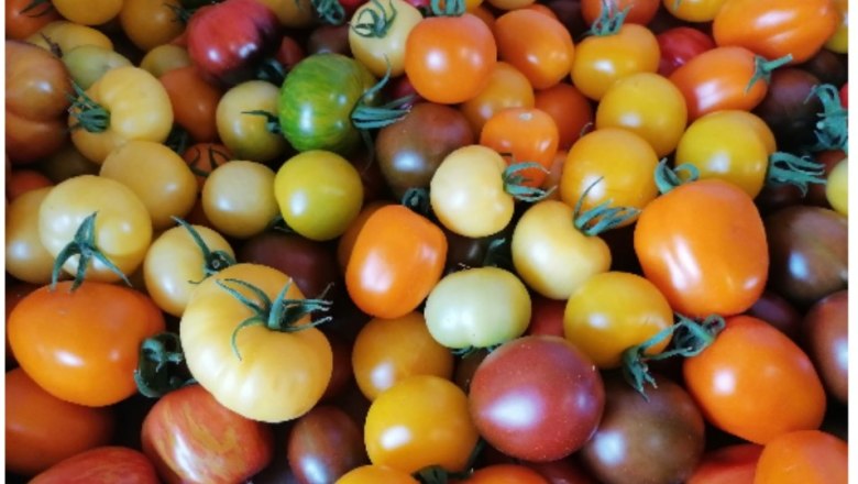 collage_querfeldein-2023-tomaten, © Marktgemeinde Martinsberg