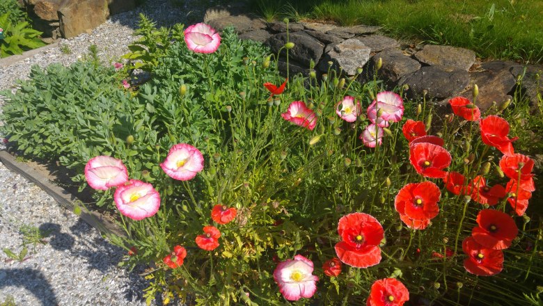 Verschiedene Mohnarten zieren den Mohngarten, © Mohndorf Armschlag