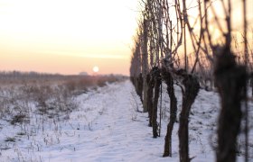 Winterwandern, © Wienerwald Tourismus GmbH / Martin Schrotte