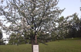 Obstbaum, © Renate Klein