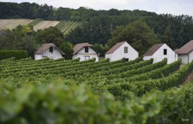 Weinberge mit traditionellen weißen Häusern in hügeliger Landschaft., © Donau Niederösterreich