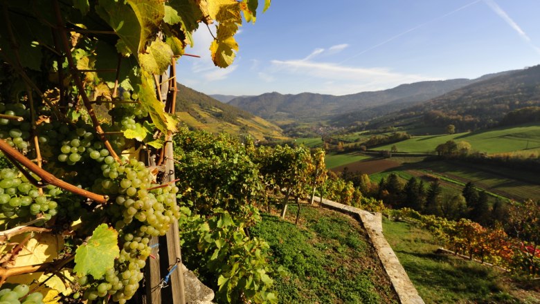 wein-wachau-herbst-nutzungsrecht-vorhanden-c-weingut-graben-gritsch-petr-blaha-12, © Petr Blaha