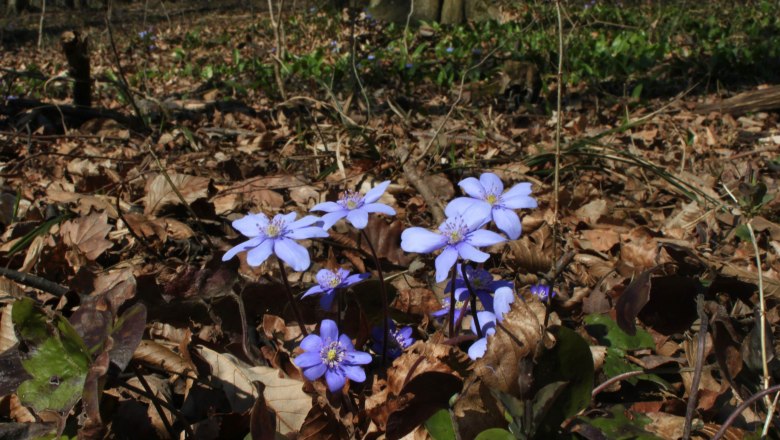 Den Wald bewusst wahrnehmen., © Elisabeth Winkler