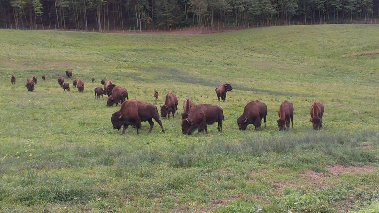 Bison Wiese, © Kogelhof