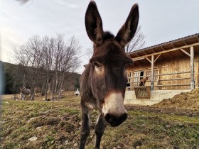 Retour über den Pfeffergraben, © Wiener Alpen in Niederösterreich