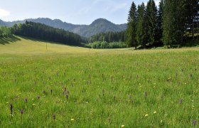 Schauwiese Seisenbachau bei Göstling an der Ybbs, © David Bock