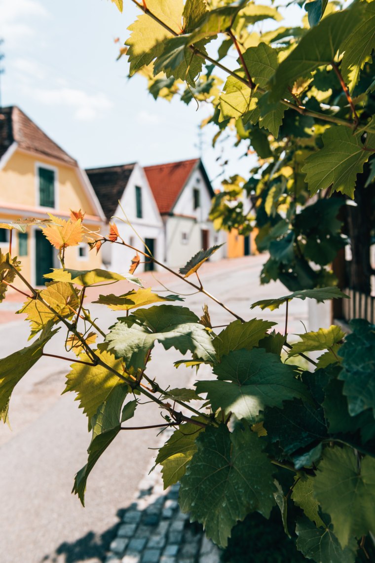 Weinblätter mit Kellergasse im Hintergrund