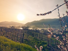 Marillenblüte am Südufer der Wachau, © Donau NÖ Tourismus/Andreas Hofer