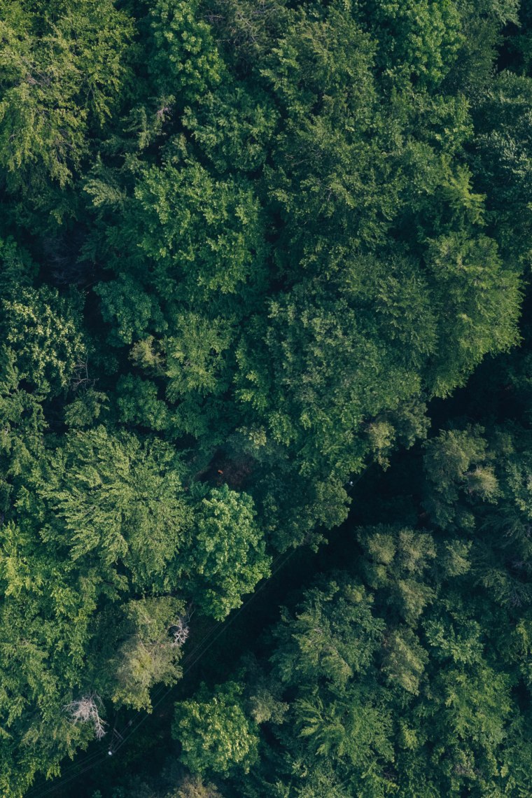 Wald aus Vogelperspektive