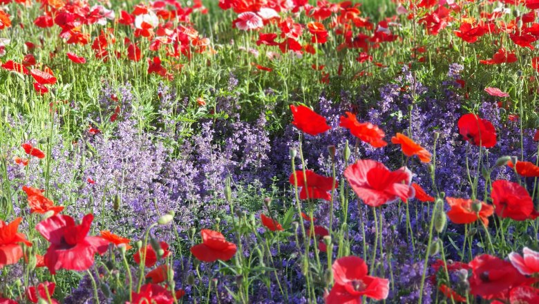 Ziermohn mit Begleitstauden, © Mohndorf Armschlag