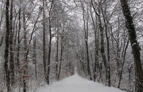 Der Wienerwald im Winter, © Elfriede Kazda