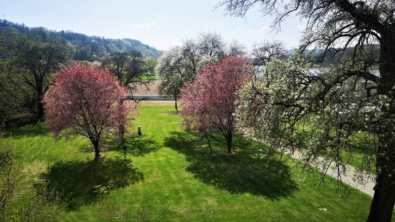 Der Garten mit alten Obstbaumbestand zur Blüte, © Szilágyi