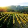 Weinberge Dürauer, © Winzerhof Dürauer