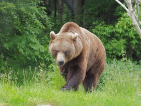 Bärenwald ERich, © © VIER PFOTEN_Gerlinde Mairhofer